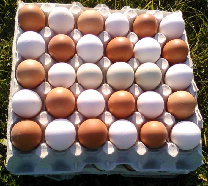 Test 10 Nejlepších Proteinů 2020, Vajíčka
