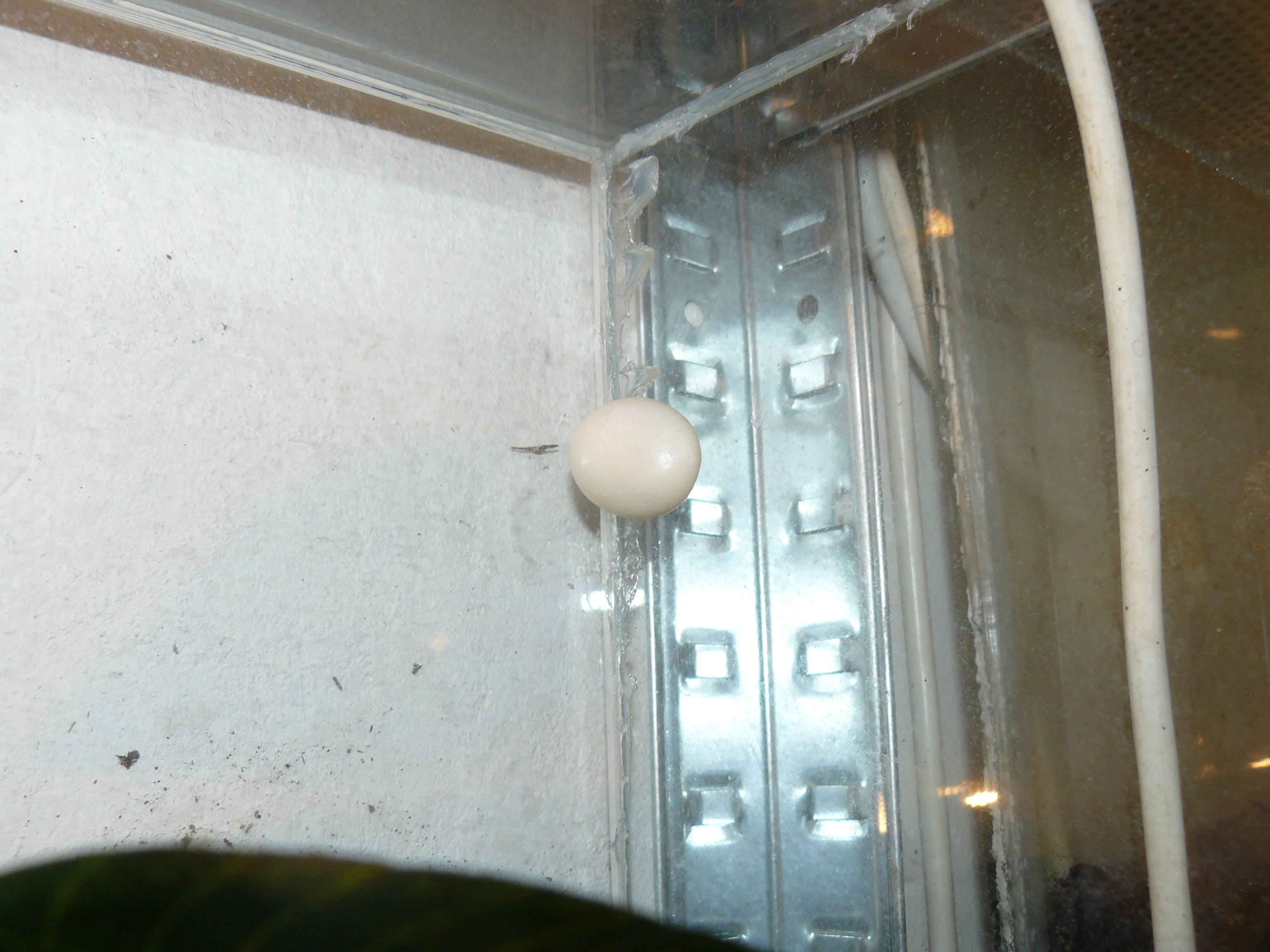 vajíčka gekončíků nočních